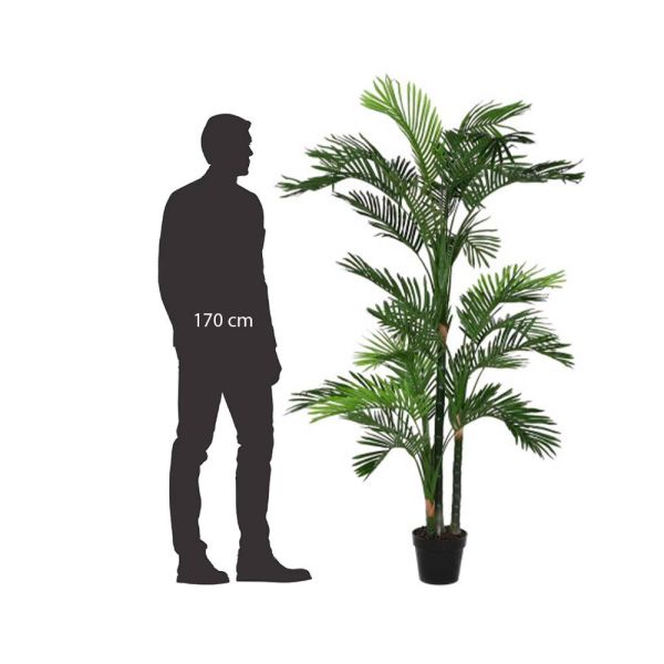 Planta Decorativa de Interior | Frescura Natural